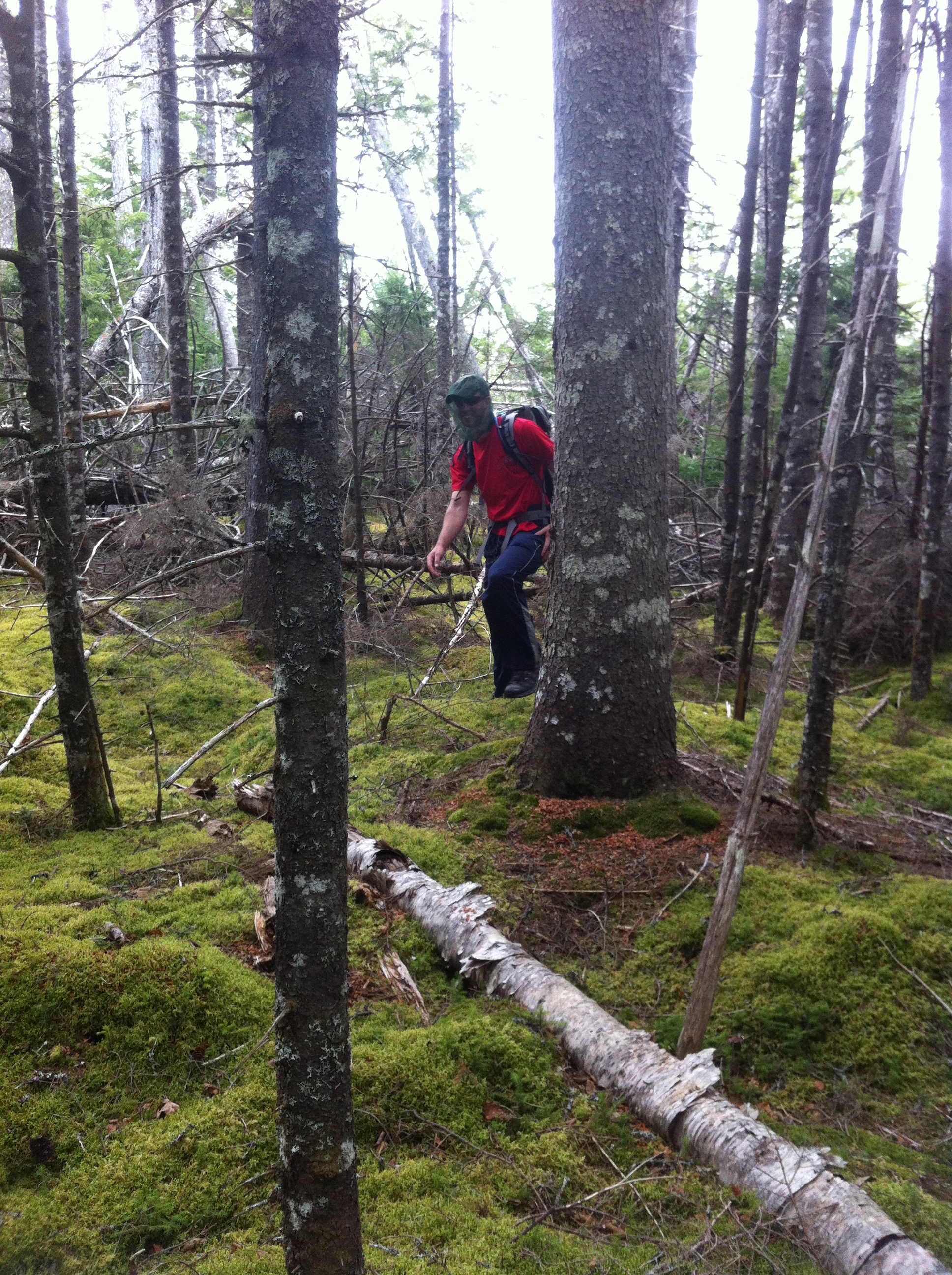 Navigating through a dense forest area.